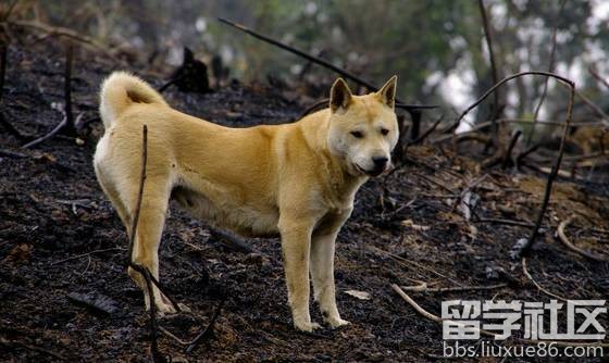 土狗的生长过程及其停止生长的时间点解析