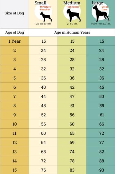 狗的一年等于多少月？——解读狗狗一岁背后的故事