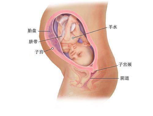 几个月胎儿会动，胎动的时间与发育过程解析