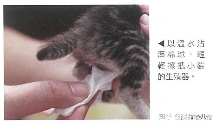 小猫一个月可以断奶吗？探究幼猫断奶的最佳时机与注意事项