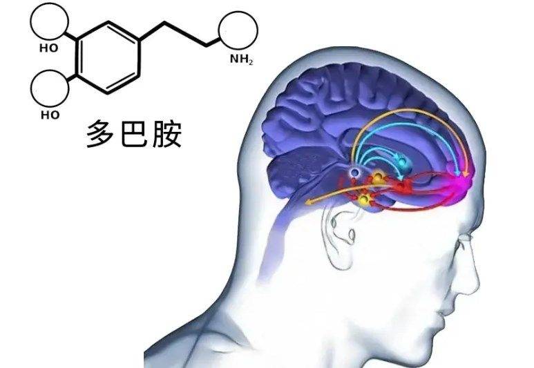 多巴胺爱情作用三个月，一场情感的奇妙旅程