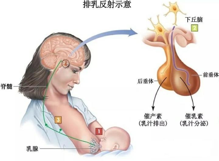 一个月宝宝吃奶粉量的科学指导与注意事项