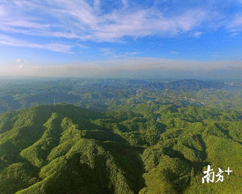 广东省区直林场的发展与探索